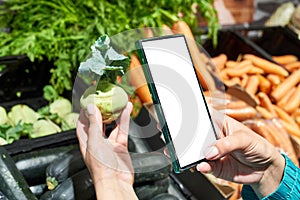 Kohlrabi cabbage vegetable in hand and smartphone