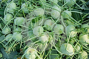 Kohlrabi cabbage vegetables have been arranged for export.