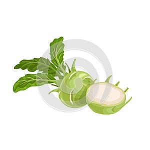 Kohlrabi cabbages. Whole and halved. Illustration of fresh farm vegetables. Eco turnip cabbage. Vector illustration for markets, p