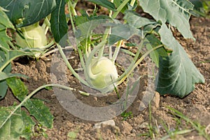 Kohlrabi