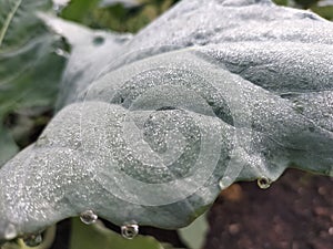 Kohlrabi with early morning dew