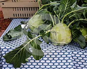 Kohlrabi at the Farmer`s Market