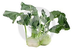 Kohlrabi
