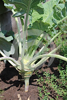 Kohlrabi in the garden