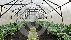 Kohlrabi greenhouse folio field aerial drone farm farming harvest land turnip white garden bio organic Brassica oleracea photo