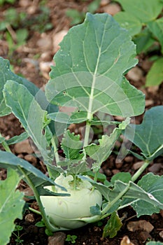 Kohlrabi growing