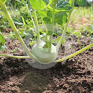 kohlrabi growing in the garden