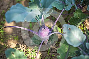 Kohlrabi growing in the garden