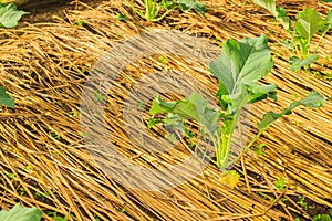 Kohlrabi growing in home vegetable garden.