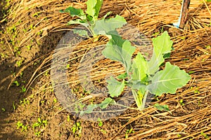 Kohlrabi growing in home vegetable garden.