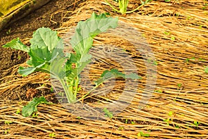 Kohlrabi growing in home vegetable garden.