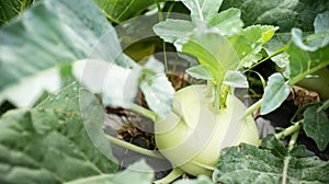 Kohlrabi growing in organic vegetable garden