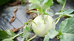 Kohlrabi growing in organic vegetable garden