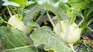 Kohlrabi growing in organic vegetable garden