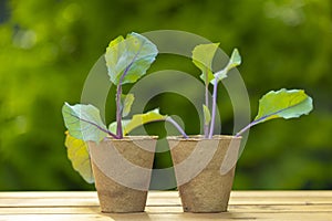 Kohlrabi seedlings in cups on a wooden table in a green summer sunny garden.Growing Organic Clean Vegetables