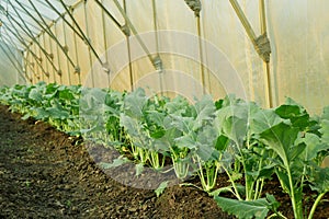 Kohlrabi planting closeup greenhouse foil young seedlings tuber bio detail field lettuce spinach root crop turnip white
