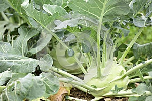 Kohlrabi in the vegetable farm.