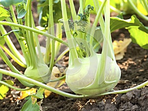 Kohlrabi in the vegetable garden photo