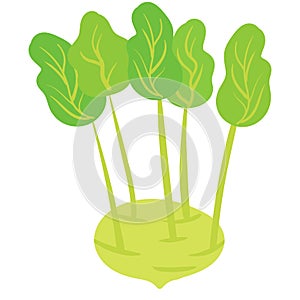 Kohlrabi vegetable, natural healthy organic nutrition product. Vector doodle cartoon flat trendy illustration hand drawn