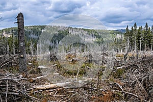 Kohut hill, Stolica mountains, Slovakia, forest calamity