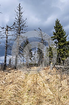 Kohut hill, Stolica mountains, Slovakia, forest calamity