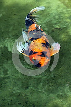 Koi