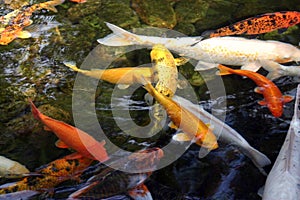 KOI