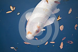 Koi