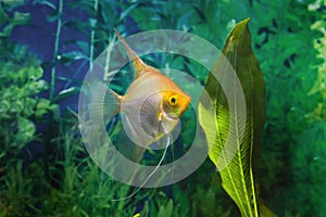 Koi angelfish, artificial aqua trade breed of wild Pterophyllum scalare cichlid, popular ornamental fish from Amazon basin