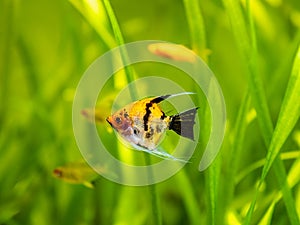 Koi Angelfish Pterophyllum scalare isolared in tank fish with blurred background