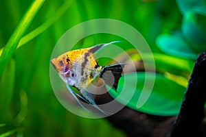 Koi Angelfish Pterophyllum scalare isolated in tank fish with blurred backgroun