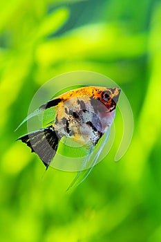 Koi Angelfish Pterophyllum scalare swimming in tank fish with blurred background