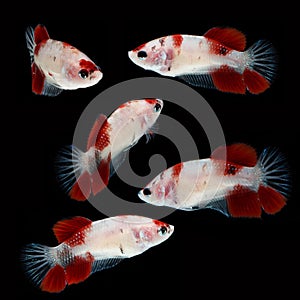 Koi Betta Female on black background. Beautiful fish. Swimming flutter tail flutter.