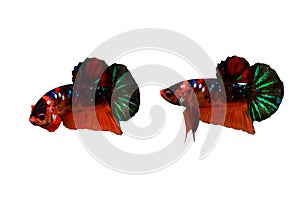 Koi Betta fish fighting pose or Red koi betta siamese isolated on white background with clipping path