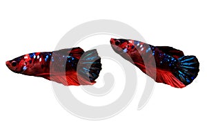 Koi betta fish or red-blue tail siamese fighting fish isolated on white background with clipping path