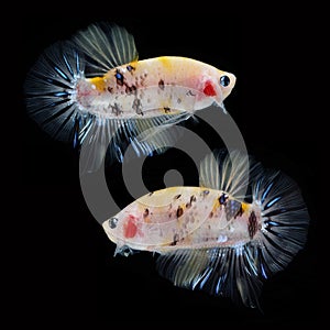 Koi Betta Male on black background. Beautiful fish. Swimming flutter tail flutter.