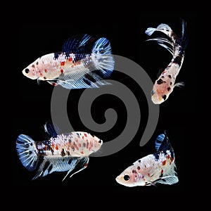 Koi Betta Male on black background. Beautiful fish. Swimming flutter tail flutter.