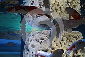 Koi, `brocaded  carp`, are colored varieties of the Amur carp Cyprinus rubrofuscus. Qawra,  Malta