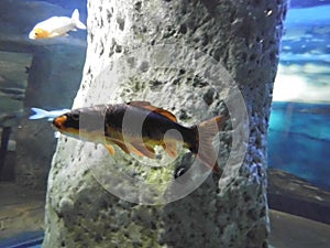 Koi, `brocaded  carp`, are colored varieties of the Amur carp Cyprinus rubrofuscus. Qawra,  Malta