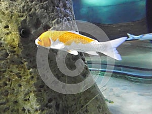 Koi, `brocaded  carp`, are colored varieties of the Amur carp Cyprinus rubrofuscus. Qawra,  Malta