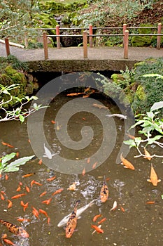 Koi, Byodo-In Temple