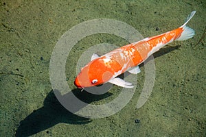 Koi Carp