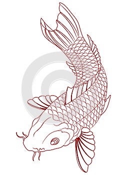 Koi Carp