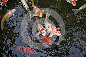 Koi Carp
