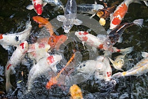 Koi Carp