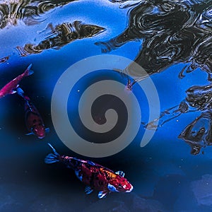 Koi carp are beautiful and amazingly beautiful inhabitants of the aquarium world!