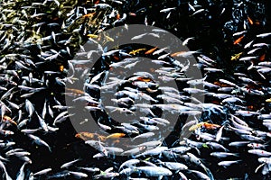 Koi or carp china fish in water