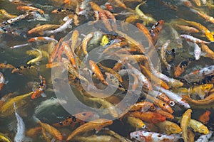 Koi or carp chinese fish in water