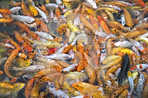 Koi or carp chinese fish in water