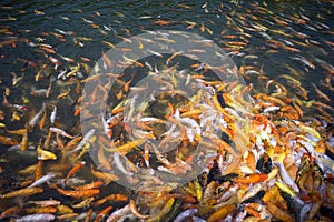 Koi or carp chinese fish in water